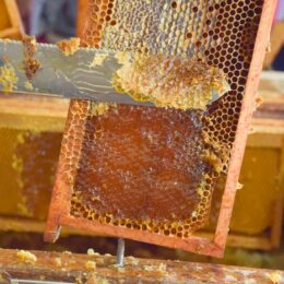 extraction du miel des Jardins