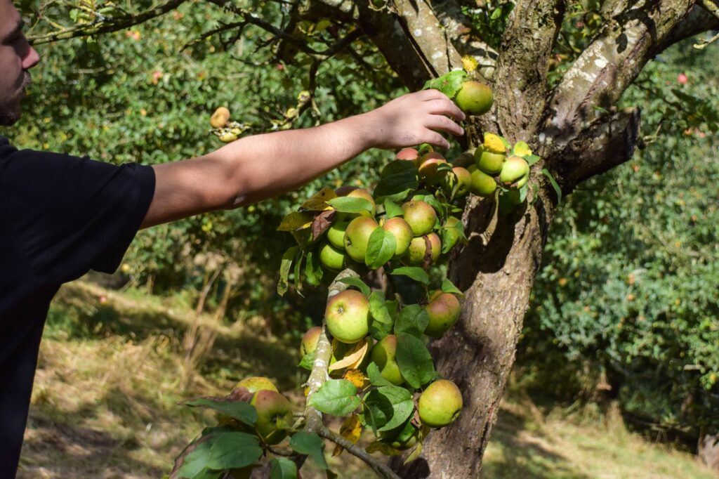 pommes septembre 2024