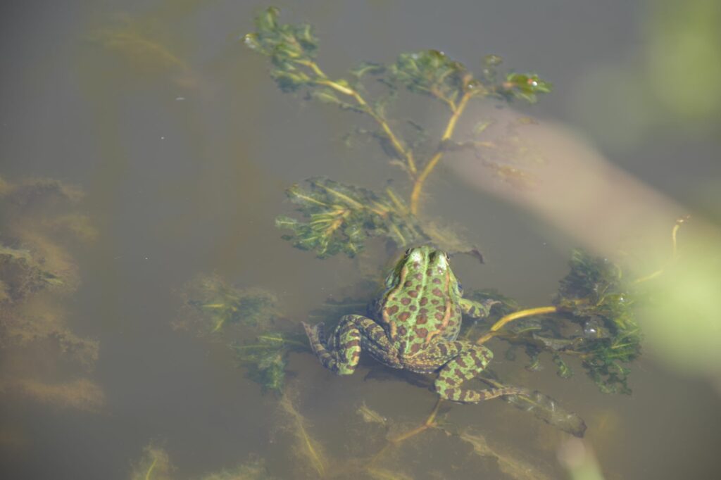 Grenouille verte dans étang des Jardins de Brocéliande