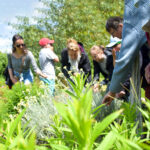 groupes adultes balade Jardins de Brocéliande